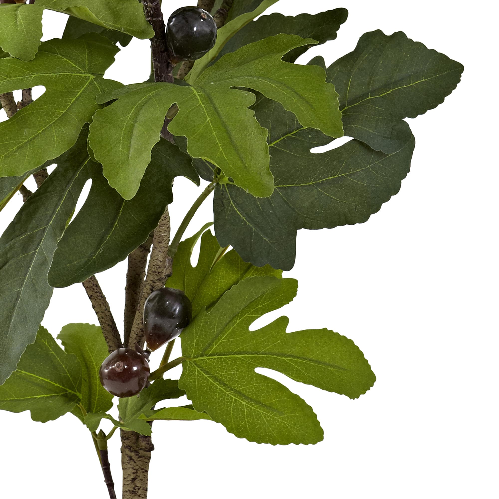 2.6ft. Potted Fig Tree with Fruit